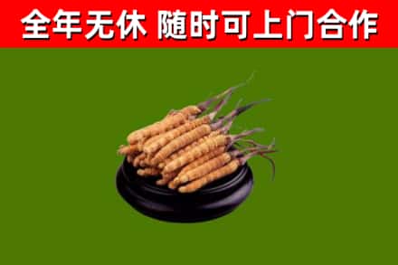 龙子湖回收冬虫夏草