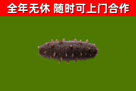 龙子湖回收海参干
